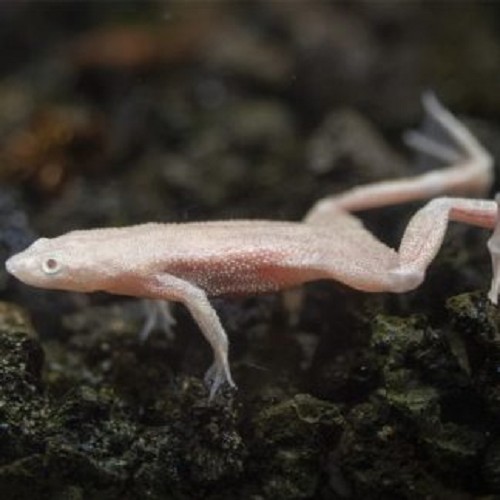 Hymenochirus boetgeri gold - Dwarf african clawed frog gold M